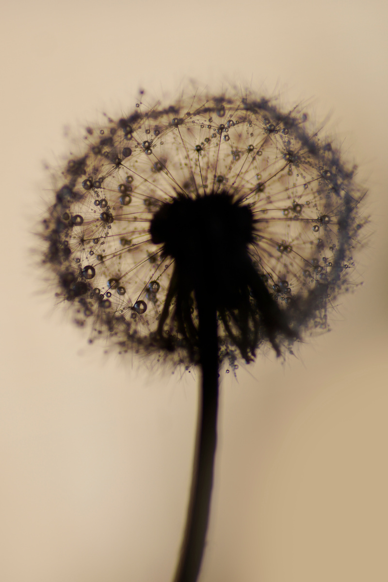 Minimalist composition Macro fluffy wet drops dandelion after rain
