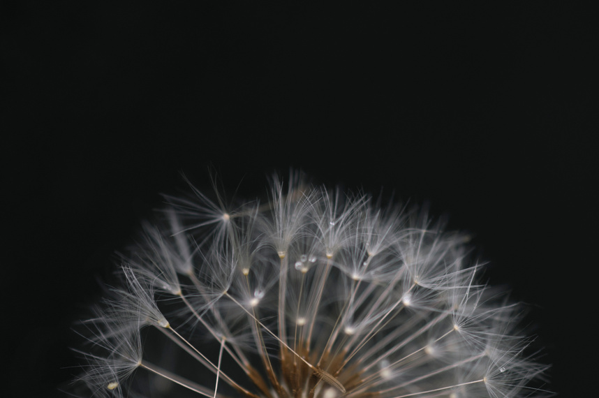 Dandelion