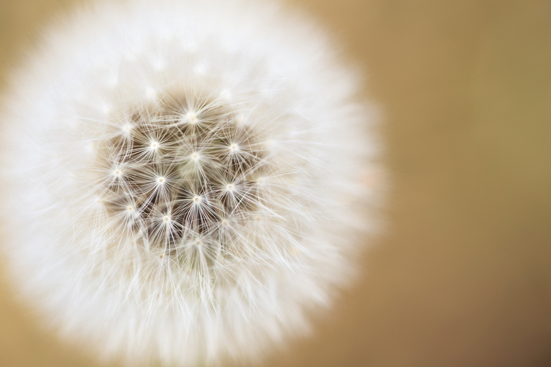 Dandelion