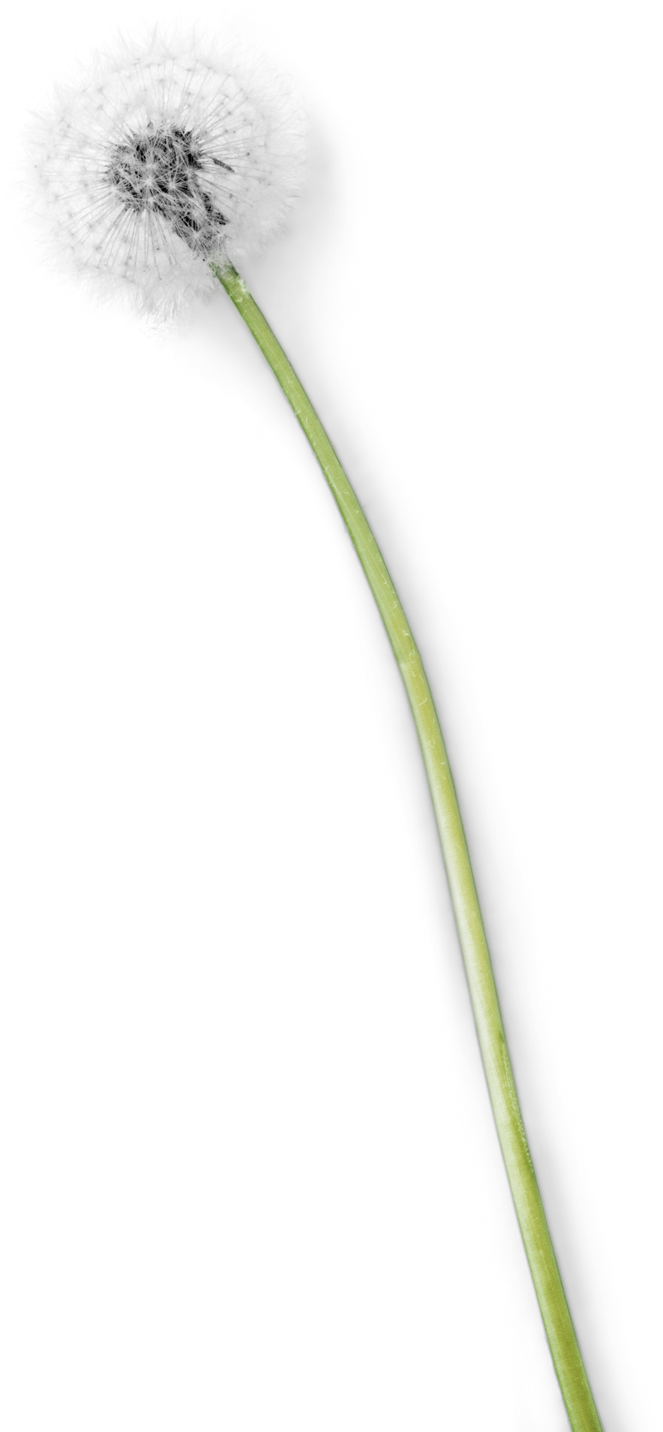 Single Dandelion Blowball