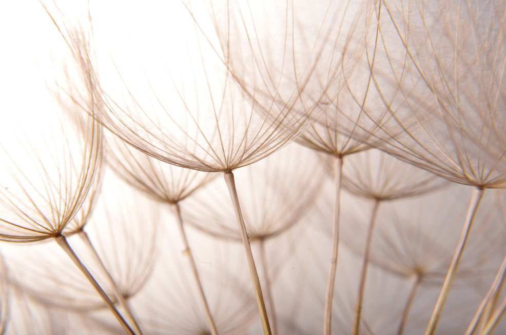 dandelion seeds